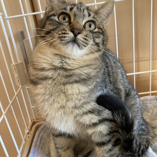 おっとりゴロゴロのサスケくん
