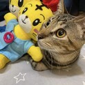 アメショ柄のペコ