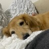ひなまい