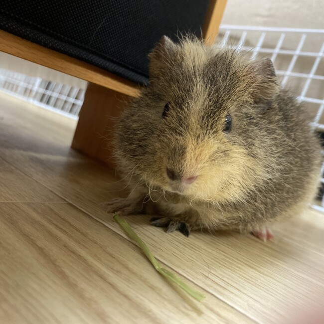 ひなまいのカバー写真