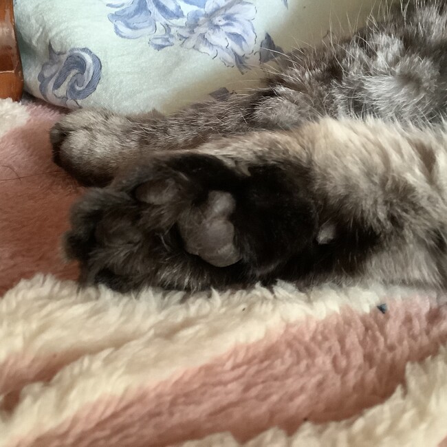 minieのカバー写真