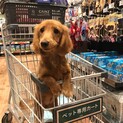 怖がりだけど甘えん坊なダックス★ベル