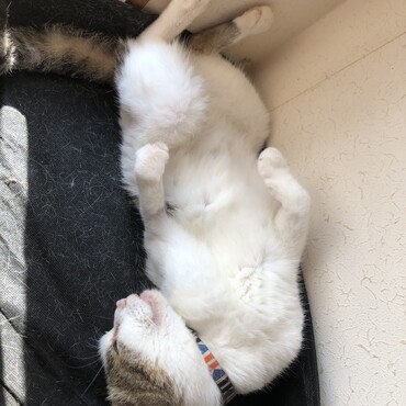 朝日の当たる場所でおねむ。。。