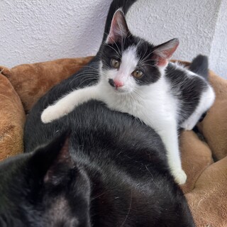 むちコロボディ『磯野(いその)』