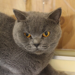 ブリティシュ　モプミちゃん