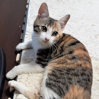 三毛猫界でもトップの美人猫✨