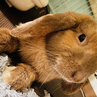 ホーランドロップイヤー　男の子