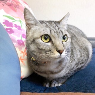 停止中(サバトラのサワちゃん)