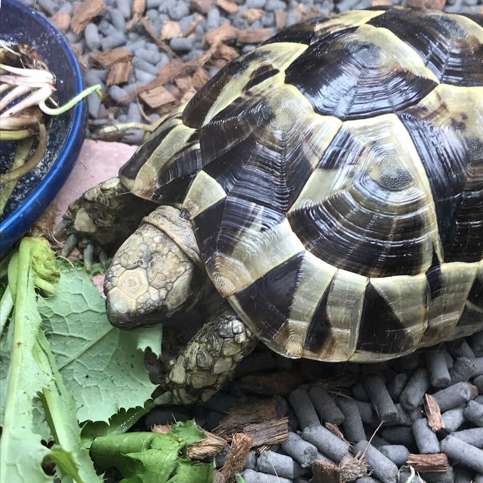 かめたのカバー写真