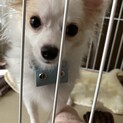 【検討中】ポメチー♀