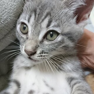 グレーのキジトラ美猫生後4ヶ月」長崎県 - 猫の里親募集(399574