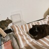 ほしもも
