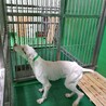 処分間近 ポインターの男の子 サムネイル3