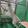 処分間近 ポインターの男の子 サムネイル5