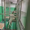 処分間近 ポインターの男の子 サムネイル6