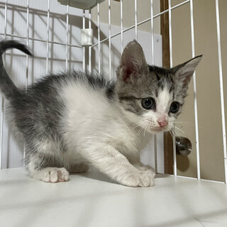 多頭破壊からレスキュー☆ごえもんくん1、5ヶ月