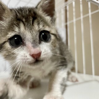 多頭崩壊からレスキュー☆るぱんくん1、5ヶ月