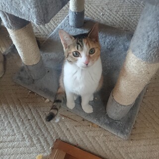 少しビビりで小柄なミケ猫のふくちゃん