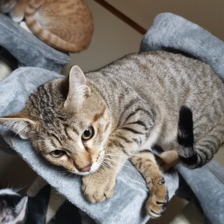 とても甘えん坊！すりすり大好きこてつくん