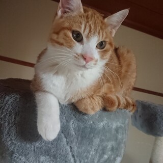 食いしん坊きなくん