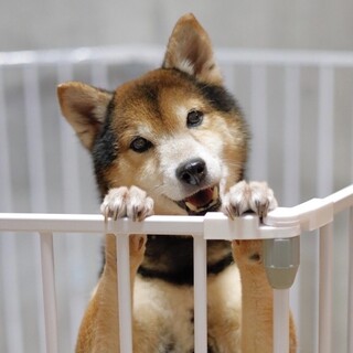 人が大好き！甘えん坊さんの柴犬3歳❤︎いおりちゃん