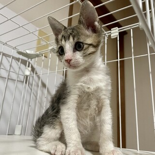 多頭破壊からレスキュー☆じげんくん1、5ヶ月