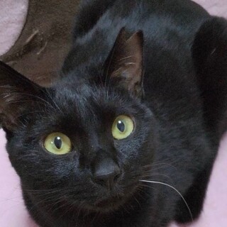 ツヤツヤの可愛い黒猫