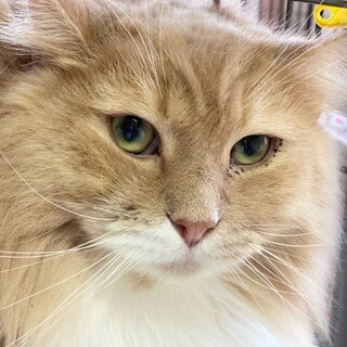 「面談予定」ビビり「たらこ」くん❤