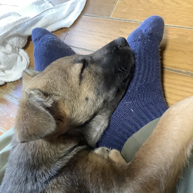 Maru☆のカバー写真