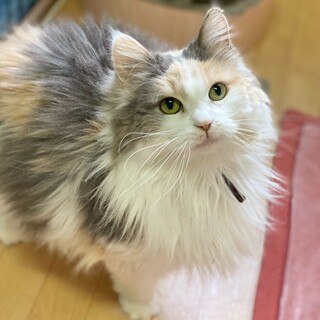 「面談予定」おっとりお嬢さま「梅」ちゃん❤