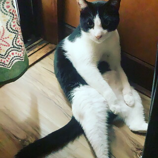 ハチワレ 人馴れ抜群 オレオくん オス