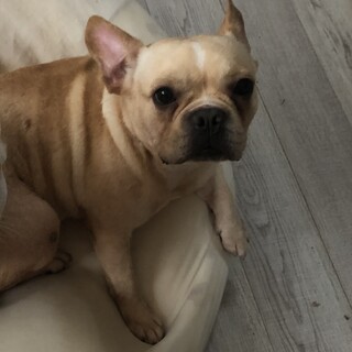 苫小牧市の犬の里親募集情報まとめ ペットのおうち 月間利用者150万人