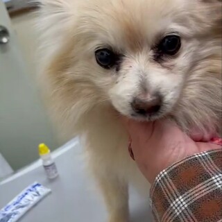 トライアル決定！ちわわ10歳　女の子