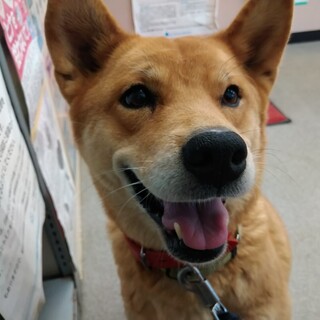 とても人懐こい子です