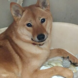 柴系雑種　野犬の子シンパチ