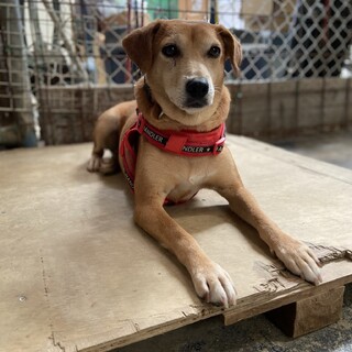 七匹の子どもを育て上げた小柄で元気なふみちゃん♪　