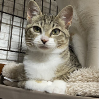 マンチカンみたいな短足女子ちまきちゃん