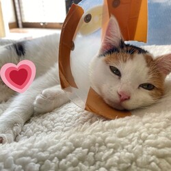 避妊手術完了