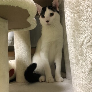 強気なビビリ　マイペース光一君