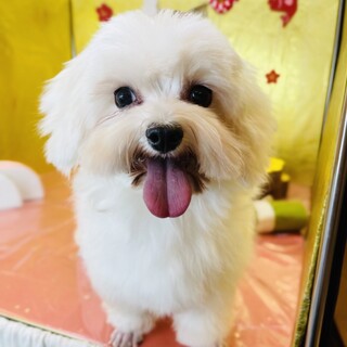 マルチーズの女の子