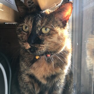 里親決定。サビ猫ノンちゃん8歳避妊検査済