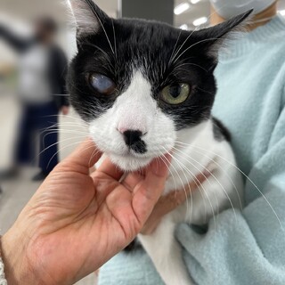 Q20 黒白の男の子　（仮名　オッズ君）