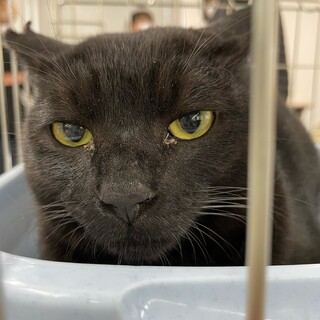 X29　黒猫のショーンくん（仮）