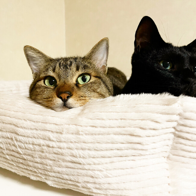 八ツ橋くんとさしみちゃんのカバー写真