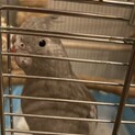 オカメインコの女の子です。
