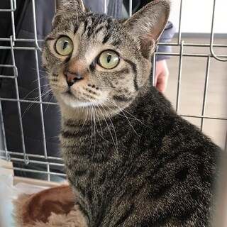 元気いっぱいキジトラのくるみちゃん❗️