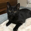 黒猫美人さんなララちゃん