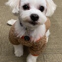 マルチーズ♂トイ　 推定４～５歳
