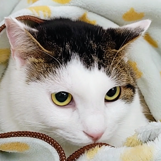 (トライアル中)膝乗りスイート『カブ』