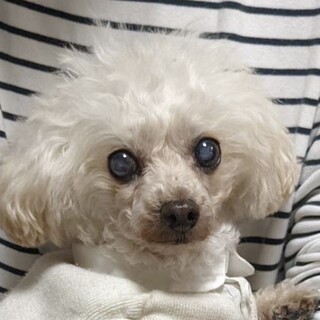 吾川（あがわ）とってもロイヤルミルクティな姫